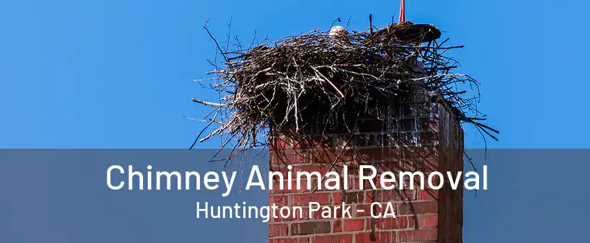 Chimney Animal Removal Huntington Park - CA