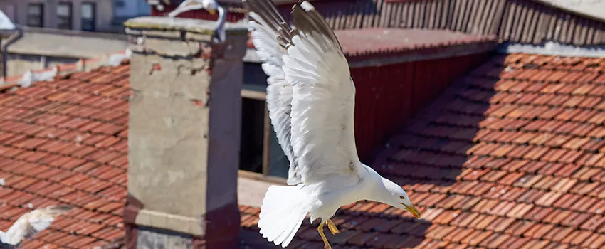 Residential Chimney Animal Removal Solution in Huntington Park, CA